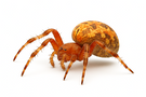 Orb Weaver