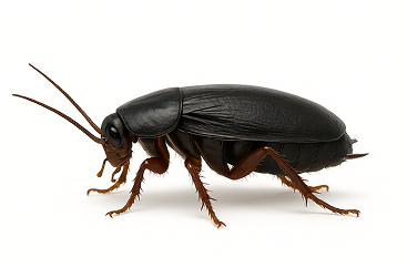 Oriental Cockroach