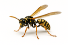 Paper Wasp