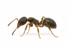 Pavement Ant