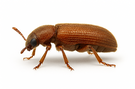 Powderpost Beetle