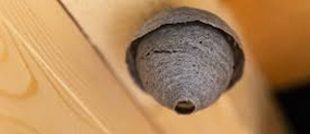Remove Nests