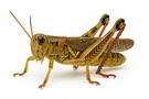 Red-legged grasshopper