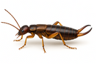 Ring-Legged Earwig