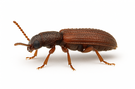 Sawtooth Grain Beetle