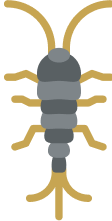 SILVERFISH