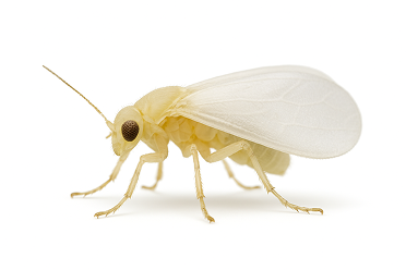 Silverleaf Fly