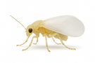 Silverleaf Fly