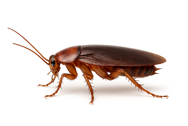 Smoky-Brown Cockroach