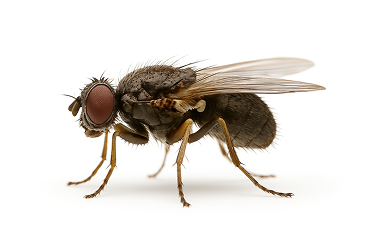 Sphaerocerid Fly