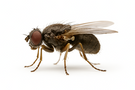 Sphaerocerid Fly