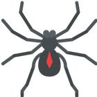 spiders