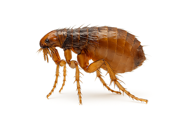 Sticktight Flea