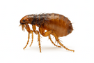 Sticktight Flea