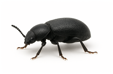 Stink Beetle