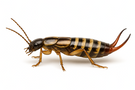Striped Earwig