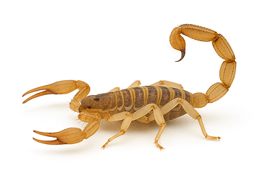 Striped Bark Scorpion