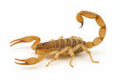 Striped Bark Scorpion