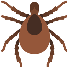 TICKS