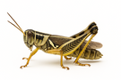 Two-Striped grasshopper