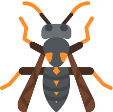 WASPS
