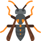 wasps