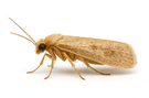 Webbing Clothes Moth