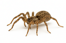 Wolf Spider