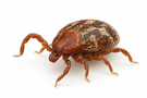 Wood Tick