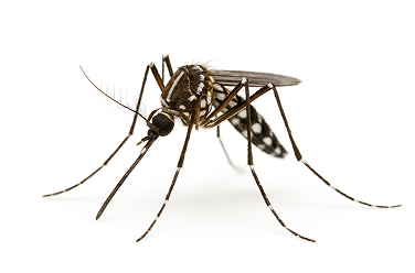 Yellow Fever Mosquito