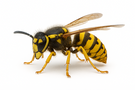 Yellowjacket