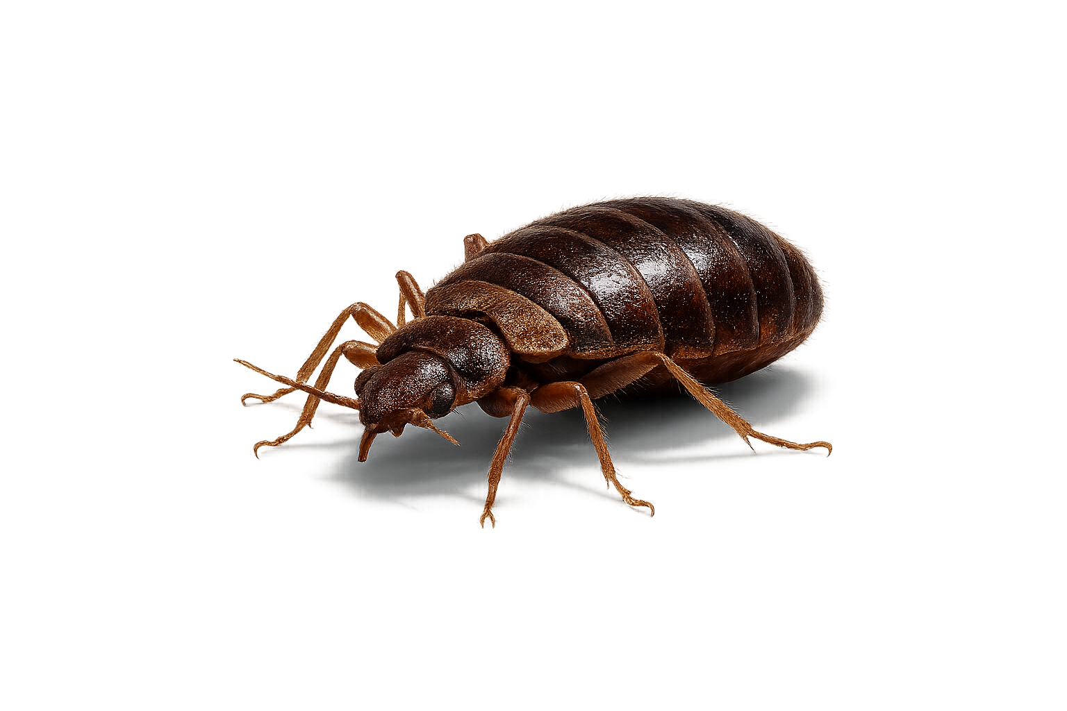bed bugs