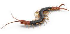 centipedes