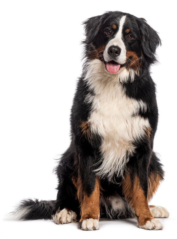 Pet & Family Friendly, Pest Deadly