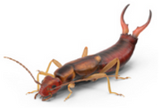 earwigs