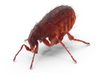 fleas