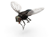 flies