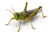 grasshoppers