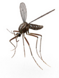 mosquitos