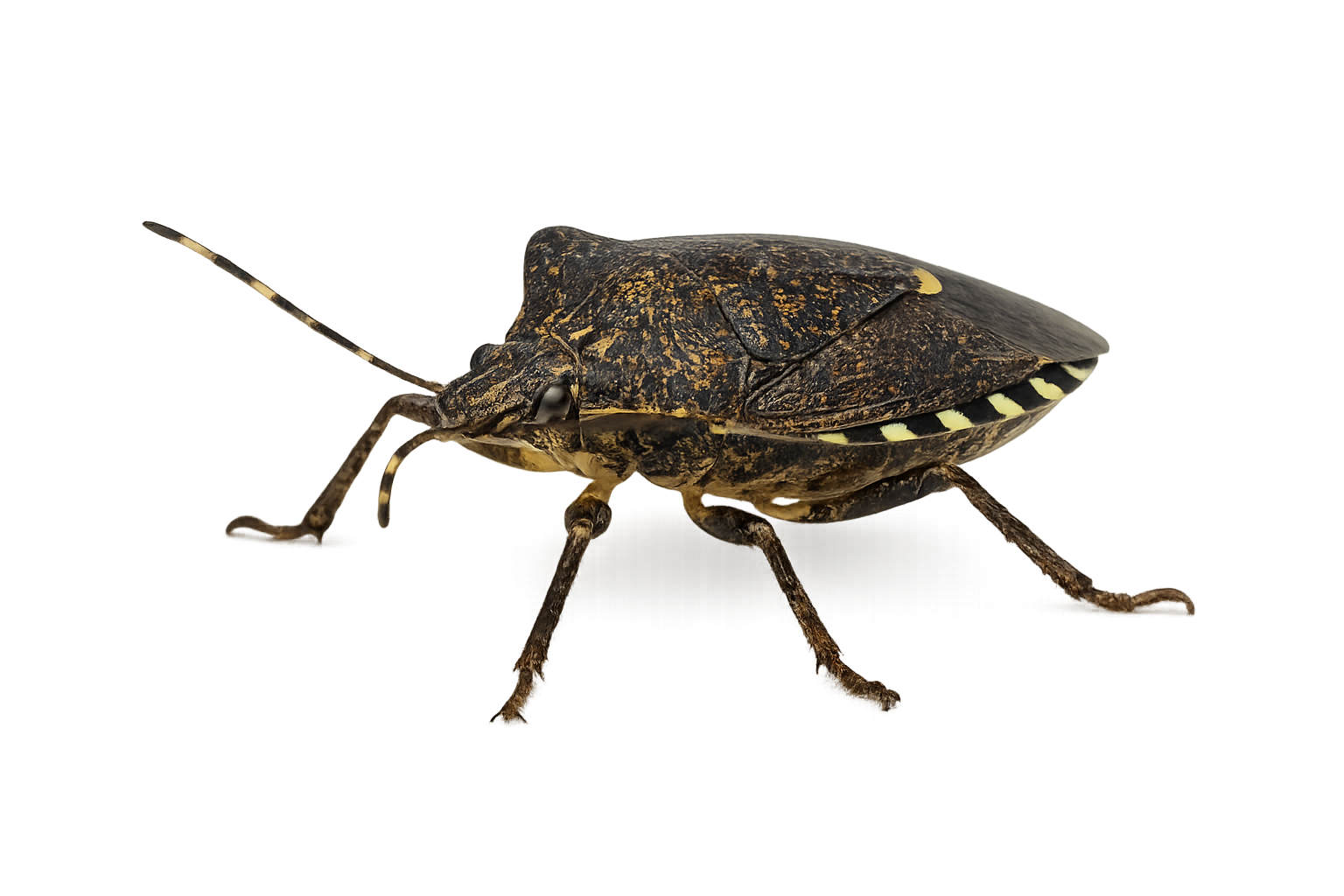 stink bugs