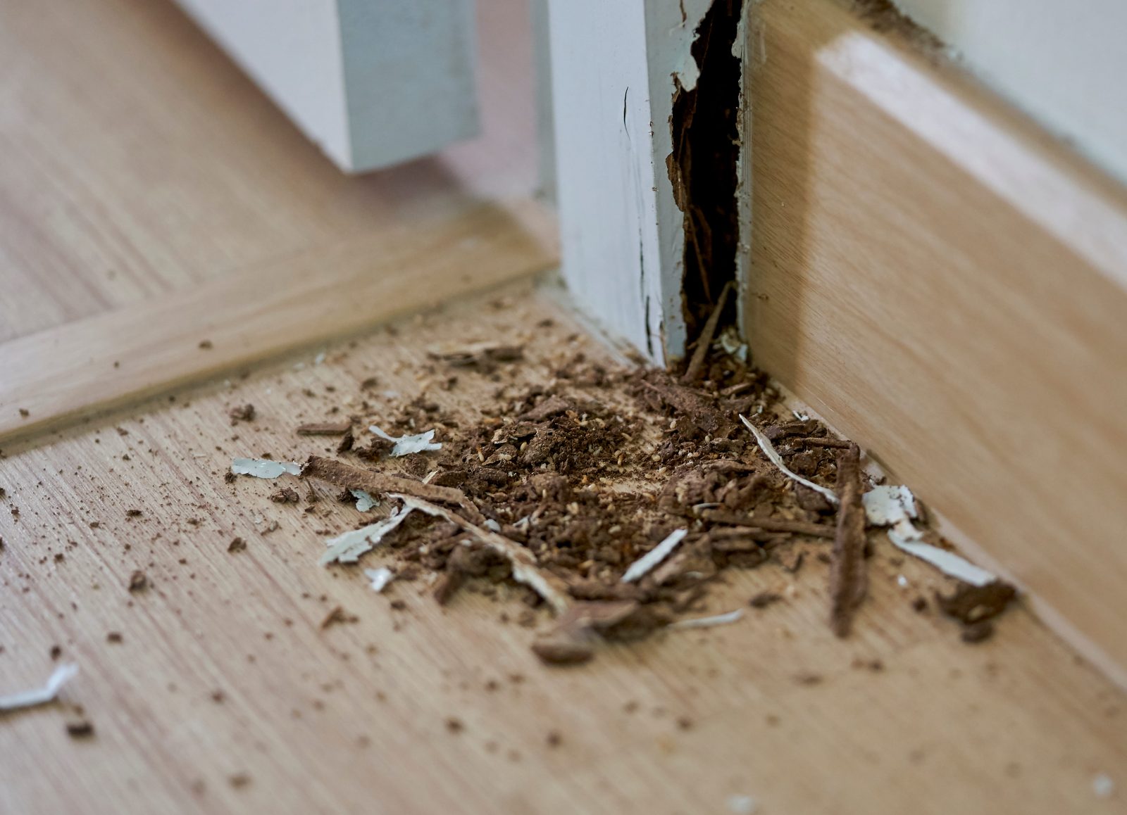 A close-up of termites in a house and the damage they caused​